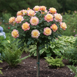 Make Me Blush™ Hybrid Tea Rose Tree