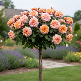 Morning Glow™ Floribunda Rose Tree