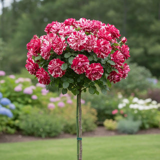 Neil Diamond Hybrid Tea Rose Tree