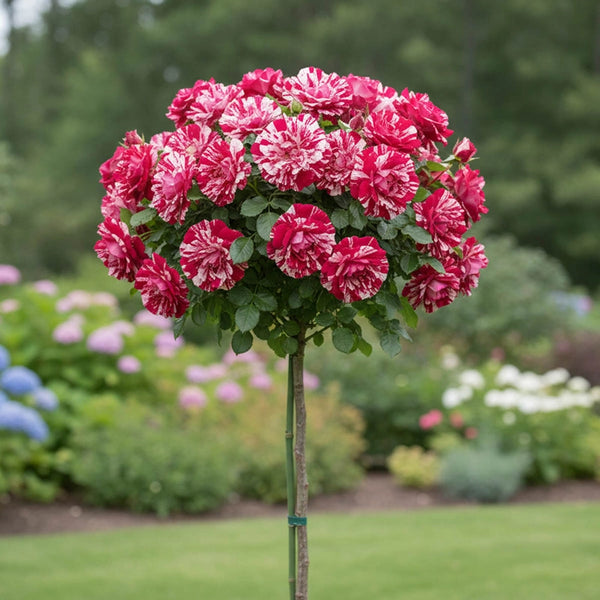 neil diamond rose seeds Neil Diamond Hybrid Tea Rose Tree - 36