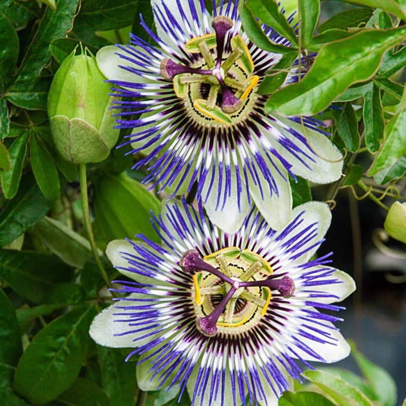 Blue Passion Flower Vine