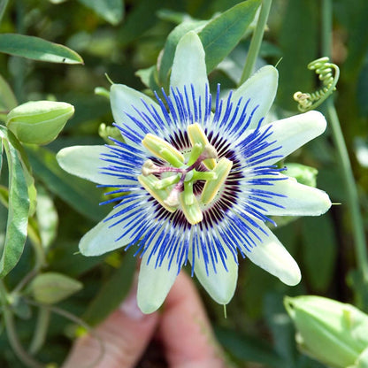 Blue Passion Flower Vine