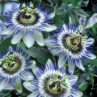 Blue Passion Flower Vine