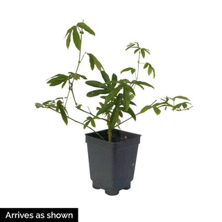 Blue Passion Flower Vine