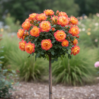 Chihuly® Rose Tree