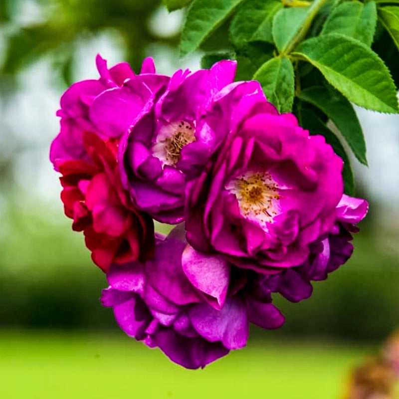 Stormy Weather™ Climbing Rose