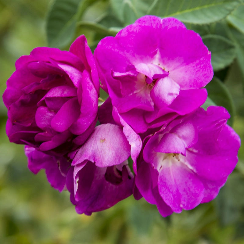 Stormy Weather™ Climbing Rose