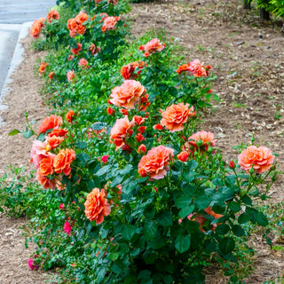Easy Does It® Floribunda Rose