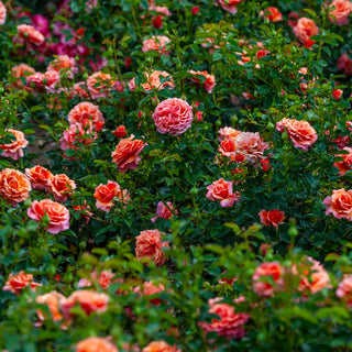 Easy Does It® Floribunda Rose