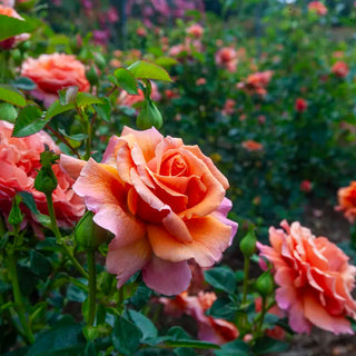 Easy Does It® Floribunda Rose