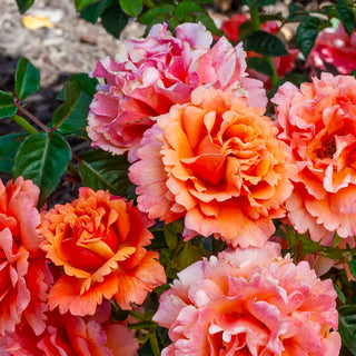 Easy Does It® Floribunda Rose