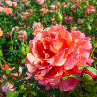 Easy Does It® Floribunda Rose