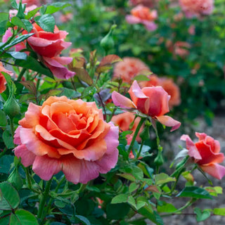 Easy Does It® Floribunda Rose