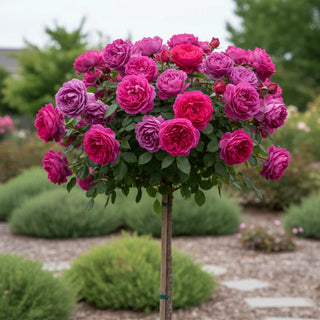 Sultry Night™ Shrub Rose Tree