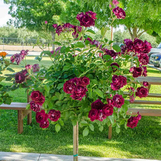 Burgundy Iceberg Tree Rose