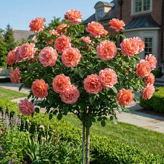 Tree Roses for Sale - Rose Trees | Spring Hill Nurseries