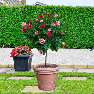 Scentimental Tree Rose