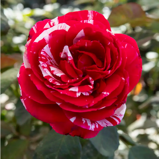 Scentimental™ Floribunda Rose