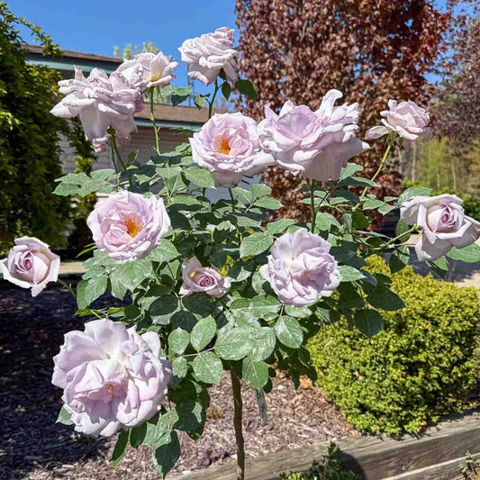 Antique調Roseドライタッチハーフリース Silver Lining ™ Tree Rose – Spring Hill Nurseries