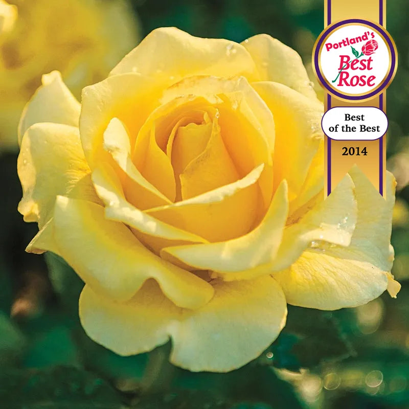 Sparkle & Shine Rose At Spring Hill Nurseries