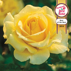 Sparkle & Shine Rose At Spring Hill Nurseries