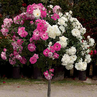 Brilliant Pink Iceberg & Iceberg ® 2 In 1 Tree Rose