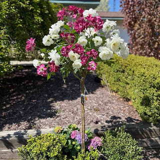 Burgundy Iceberg & Iceberg ® 2 In 1 Tree Rose