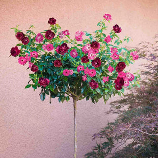 Brilliant Pink Iceberg & Burgndy Iceberg ® 2 In 1 Tree Rose