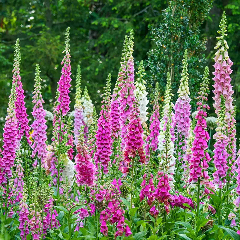 Giant Shirley Foxglove Mix