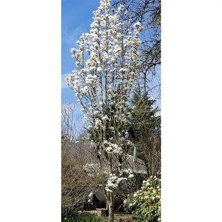 Marilyn's Choice Magnolia