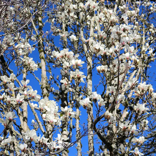 Marilyn's Choice Magnolia