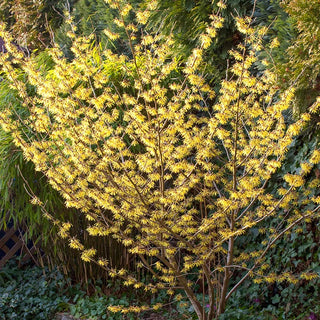 Arnold Promise Witch Hazel