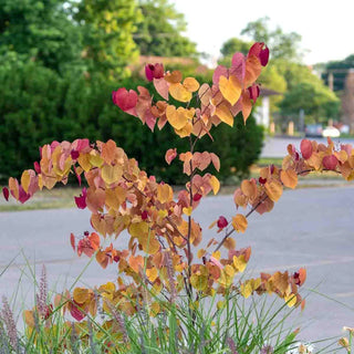 Flame Thrower® Redbud
