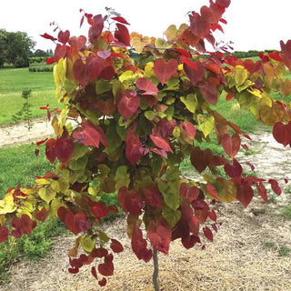 Flame Thrower® Redbud