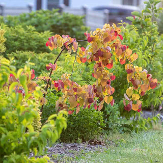 Flame Thrower® Redbud