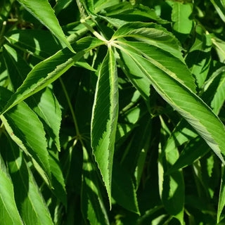 Lavaburst™ Ohio Buckeye Tree