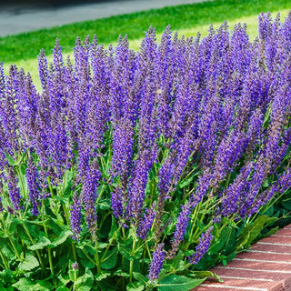 May Night Salvia