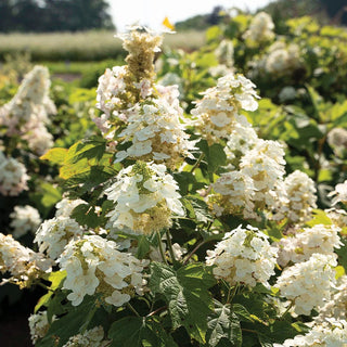 Autumn Reprise Reblooming Oakleaf Hydrangea