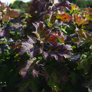 Autumn Reprise Reblooming Oakleaf Hydrangea