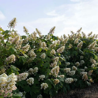 Autumn Reprise Reblooming Oakleaf Hydrangea