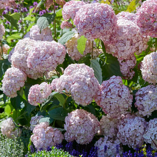 Candybelle® Bubblegum Hydrangea