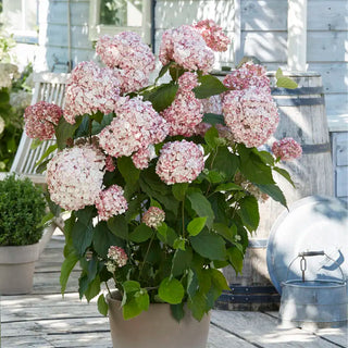 Candybelle® Bubblegum Hydrangea