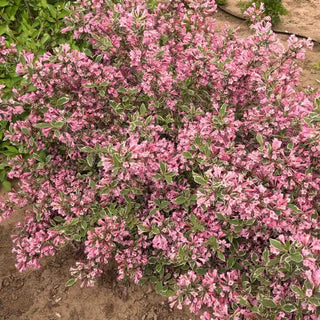 WOW!® Weigela