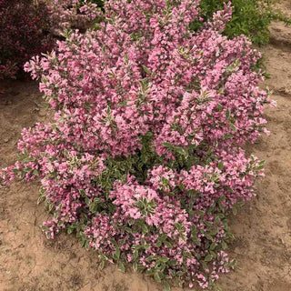 WOW!® Weigela