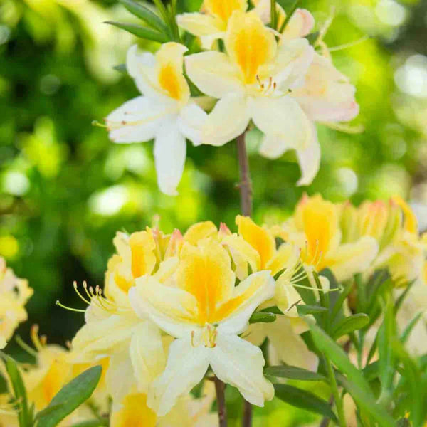Northern Hi-Lights Azalea – Spring Hill Nurseries