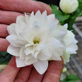 Pearls of Perfume™ Mock Orange