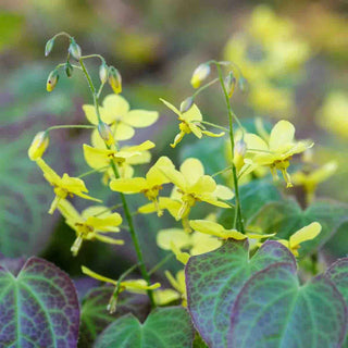 Frohnleiten Epimedium