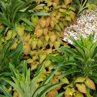 Frohnleiten Epimedium