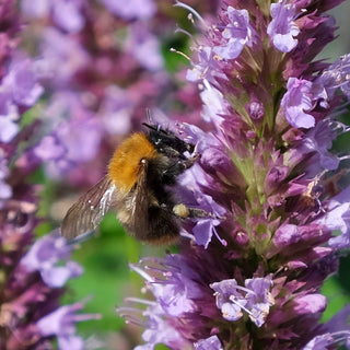 Beelicious® Purple Hummingbird Mint