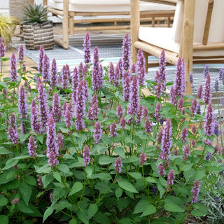 Beelicious® Purple Hummingbird Mint